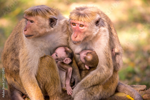 Monkey family together with babies