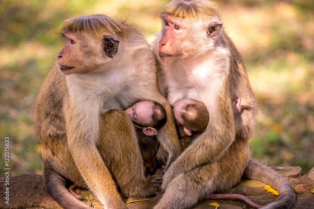 Monkey family together with babies Monkey family together with babies