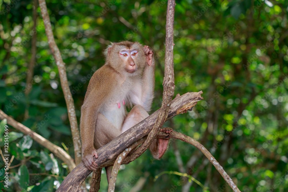 Monkey on branch. Monkey on branch.