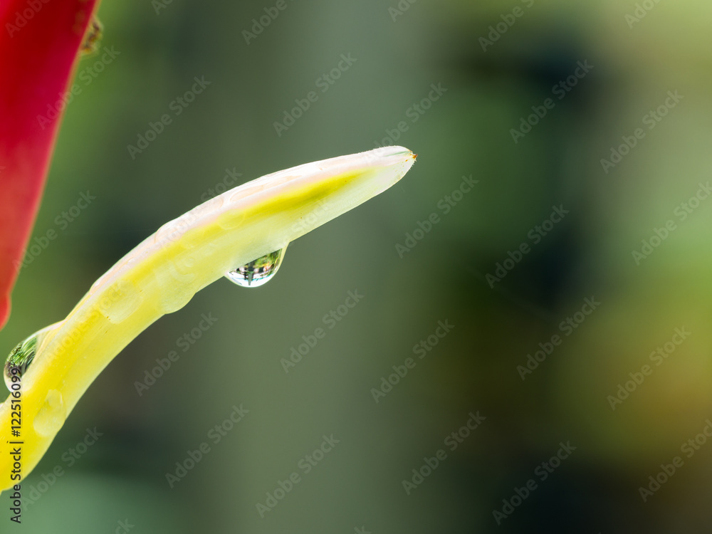 Fototapeta premium Raindrop on Bird of Paradise Flower