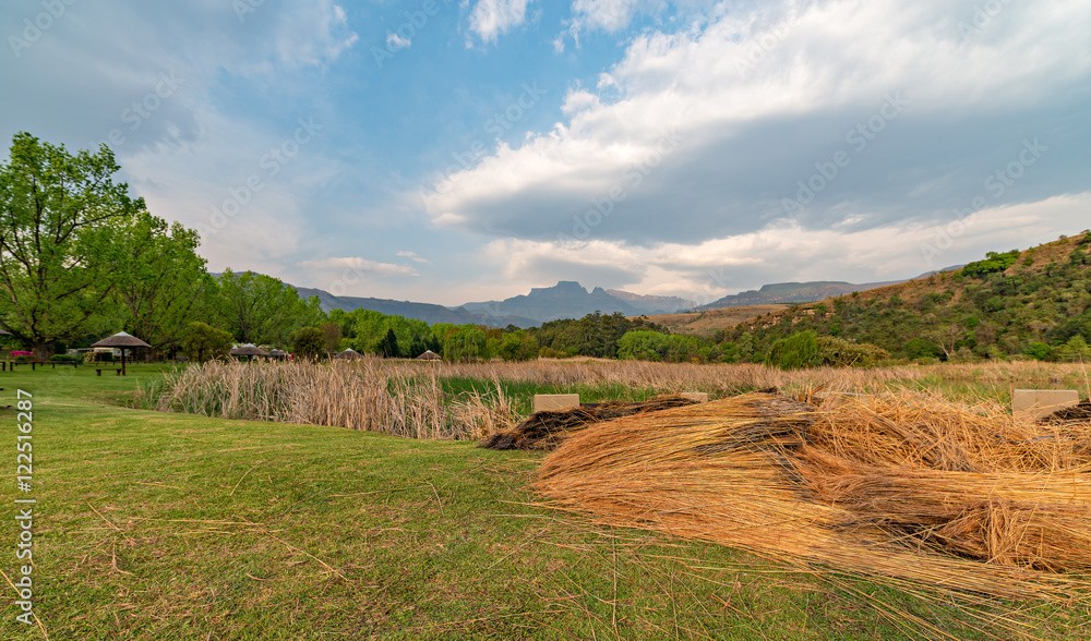 Thatching grass in a park near Champagne Castle, with Cathkin Peak, part of the Drakensberg in the background