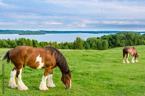 Clydesdale horses feeding on grass