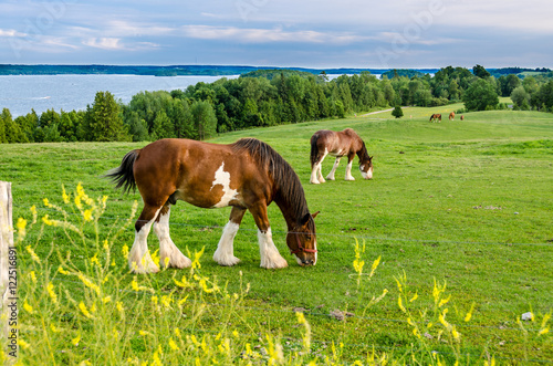 Clydesdale horse feeding in a field © Jim Babbage