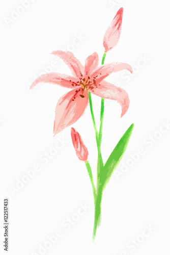 Isolated watercolor flower on white background. Beautiful and elegant flower for decoration.
