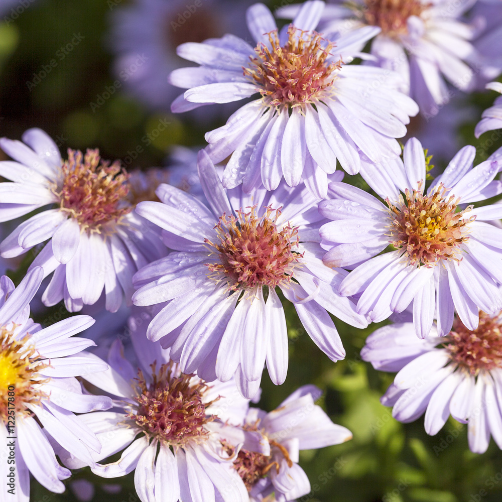Obraz premium Autumn flowers of lilac aster in garden