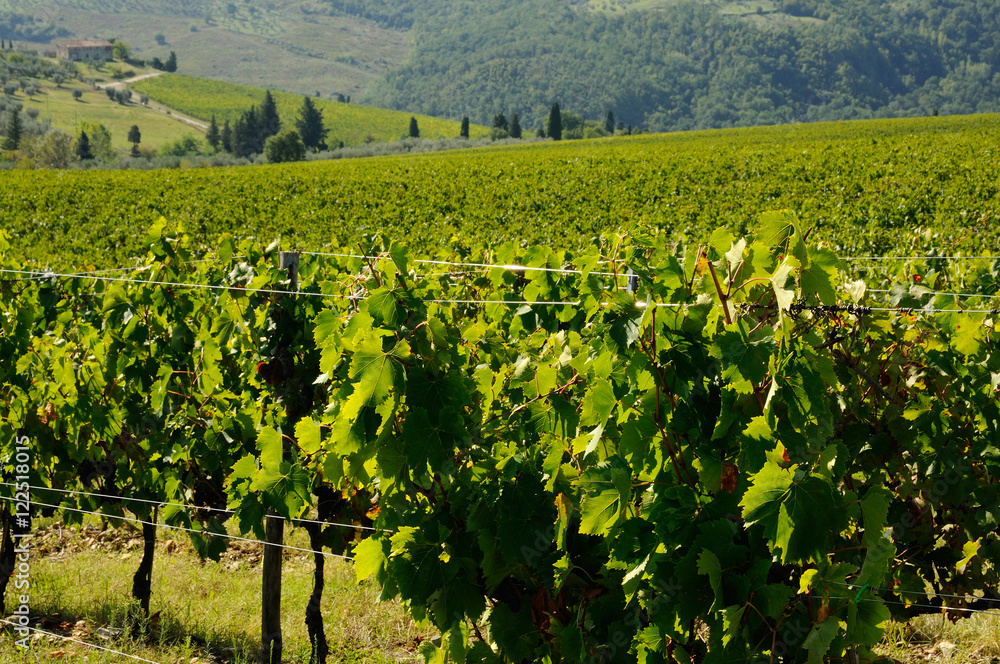 green vineyards in tuscany region, italy.