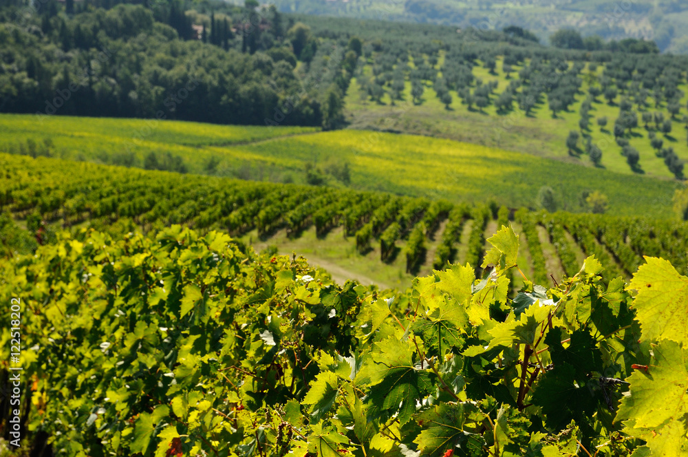green vineyards in tuscany region, italy.