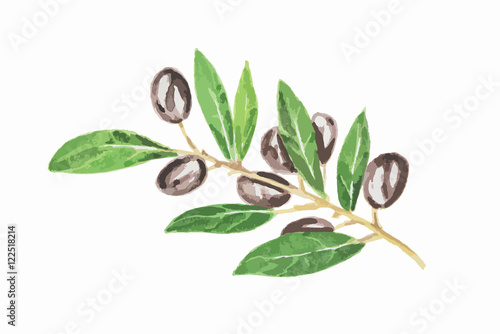 Watercolor black olive on white background. Tasty gourmet food. Ingredient for pizzas or salads.