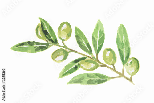 Watercolor green olive on white background. Tasty gourmet food. Ingredient for pizzas or salads.