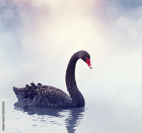 Black Swan Swimming