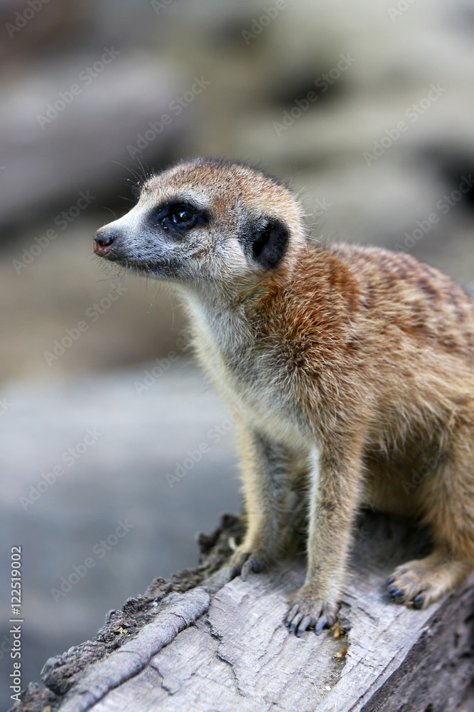 Fototapeta premium Cute meerkat on guard duty