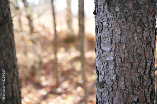 Fototapeta Naklejka Na Ścianę i Meble -  Bark of Pine Tree in Forest