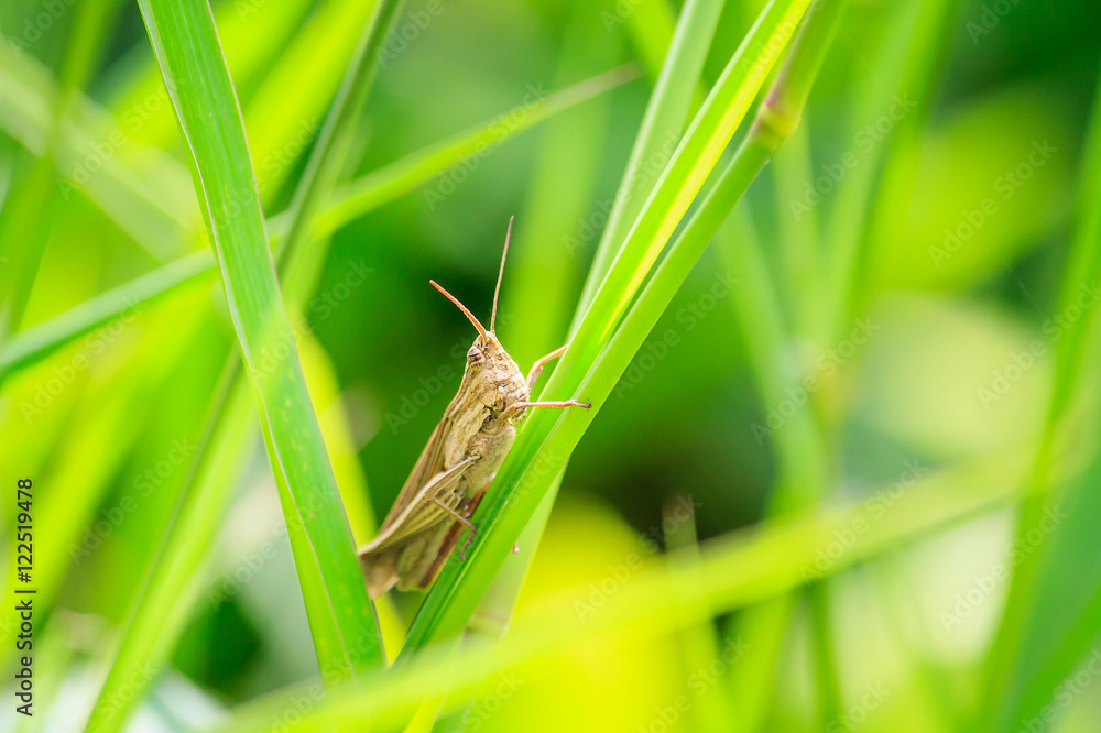 grasshopper on green grass leaf grasshopper on green grass leaf