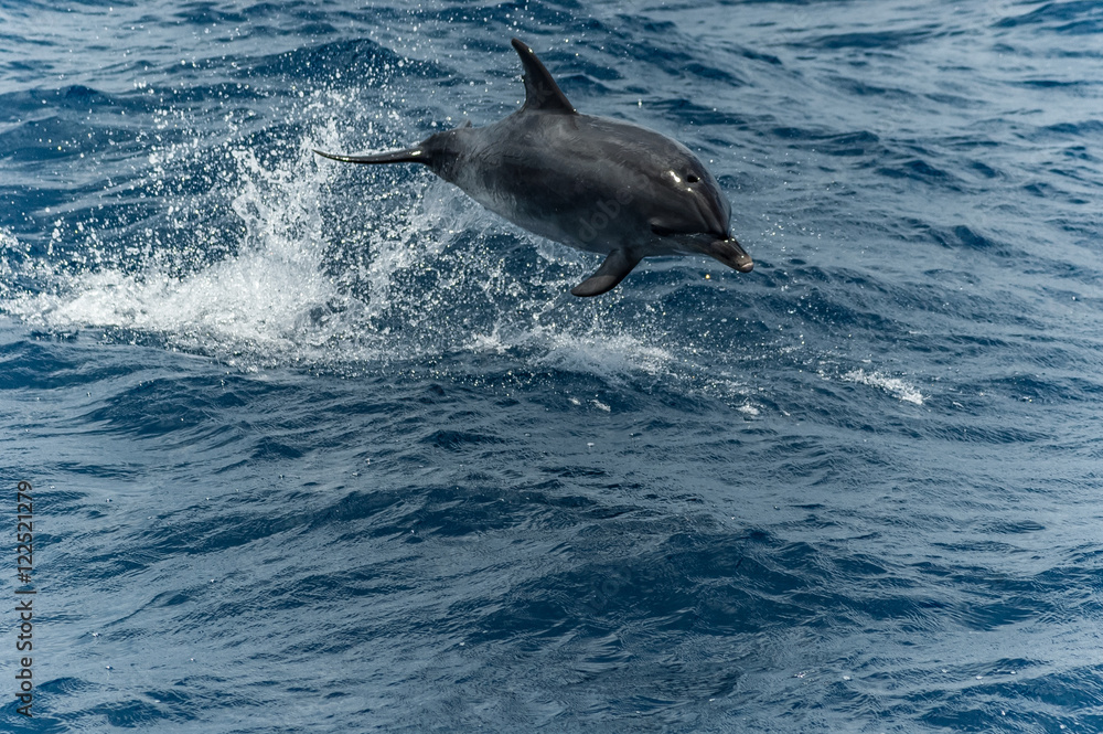 Fototapeta premium Porpoise jumping in the Atlantic Ocean.