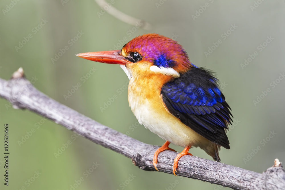 Obraz premium The Oriental dwarf kingfisher (Ceyx erithaca), also known as the black-backed kingfisher or three-toed kingfisher, is a species of bird in the family Alcedinidae.