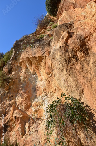 Mediterranean vegetation on a red rocky wall
