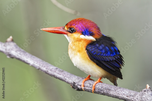 The Oriental dwarf kingfisher (Ceyx erithaca), also known as the black-backed kingfisher or three-toed kingfisher, is a species of bird in the family Alcedinidae.