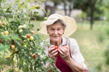Senior woman in her garden holding tomatoes