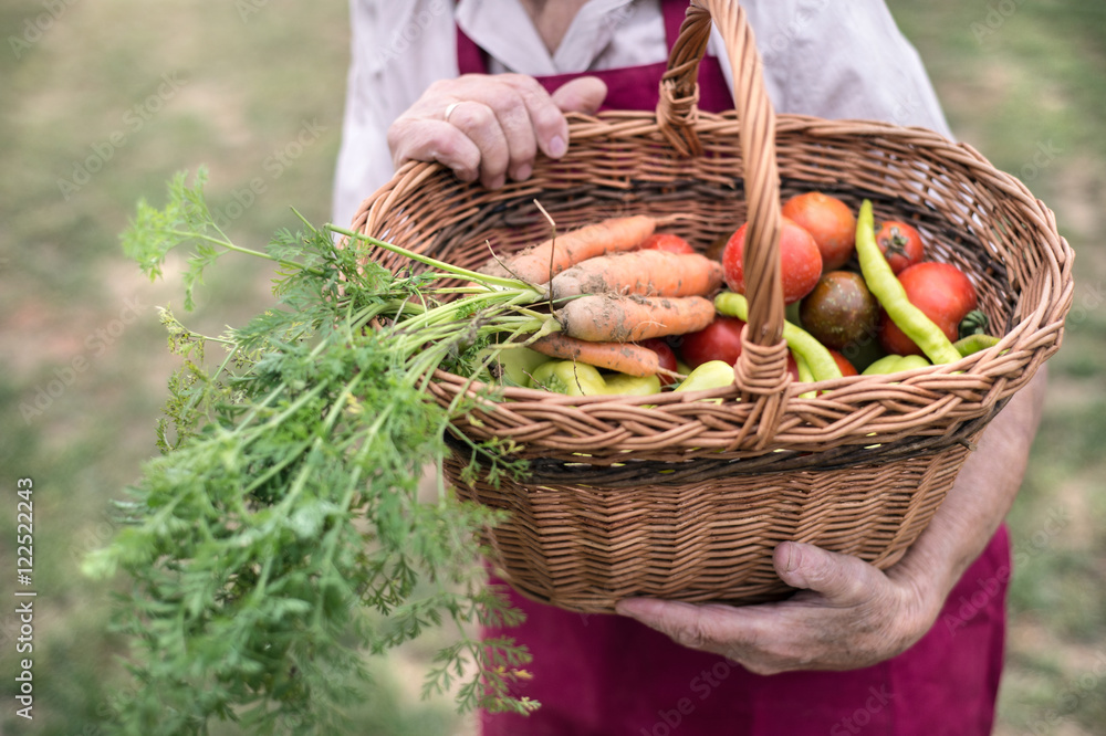 Unrecognizable senior woman in her garden harvesting vegetables