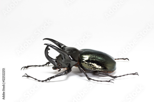 Three-Horned Beetle (Chalcosoma caucasus)