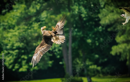 A Bald Eagle defends itself from an attacking Osprey by rolling on its back and showing its talons. 