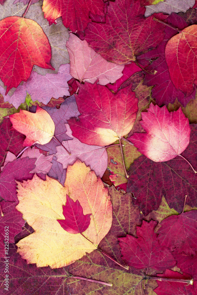 Obraz premium Background from autumn colourful leaves