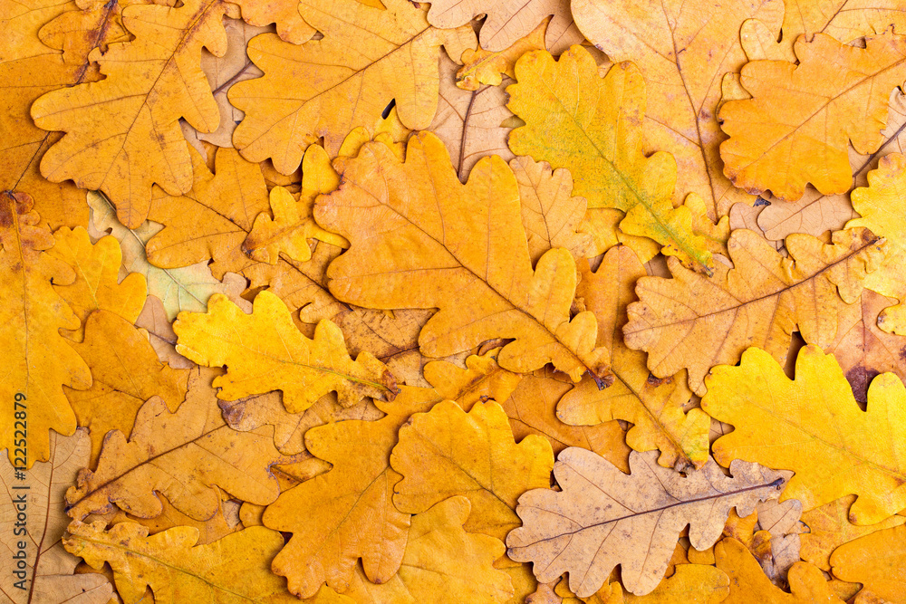 Fototapeta premium Background from autumn colourful oak leaves