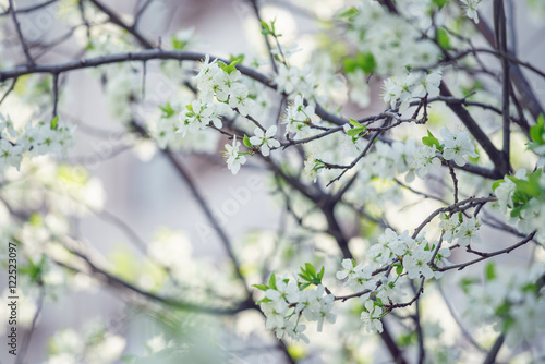 Branch With White Cherry Bloom Photo