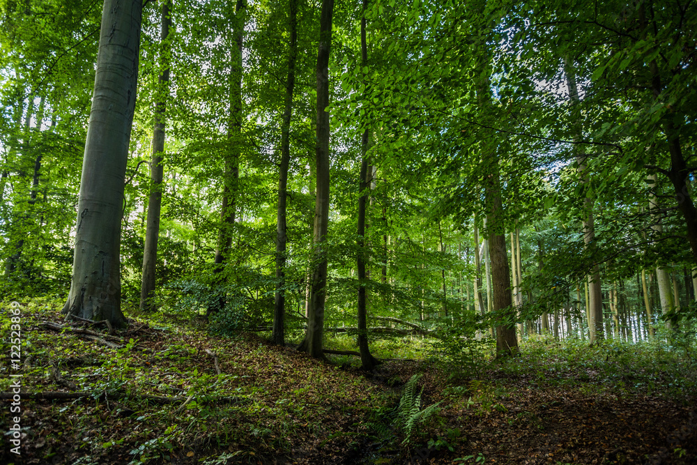 Küstenwald Küstenwald