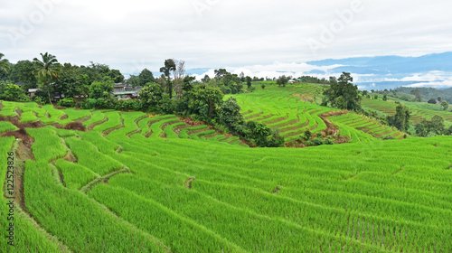 Fototapeta Naklejka Na Ścianę i Meble -  Green terraced rice field