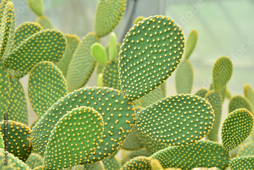 Cactus in Queen Sirikit Botanic Garden