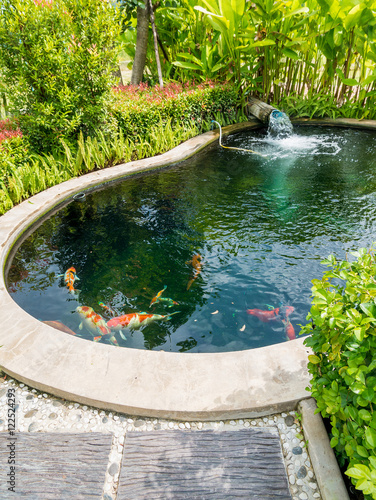 Fotografie, Obraz koi fish in koi pond in the garden