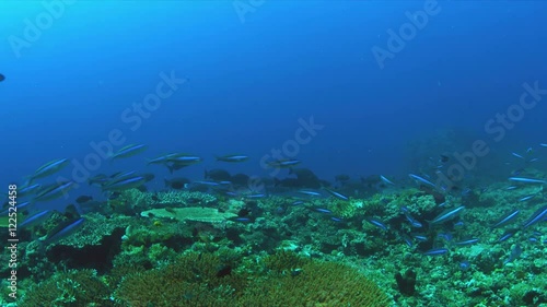 Wallpaper Mural Colorful coral reef with plenty fish. 4k footage Torontodigital.ca