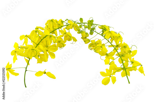 Flowers of Cassia fistula or Golden shower, national tree of Thailand isolated on white background.Saved with clipping path.