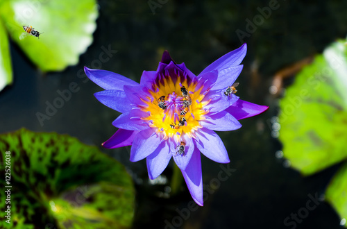 Blue lotus and bee on the pond