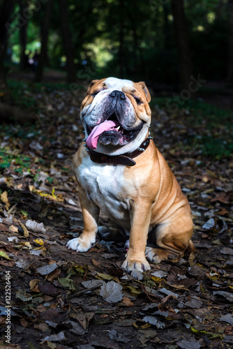 Cute english bulldog