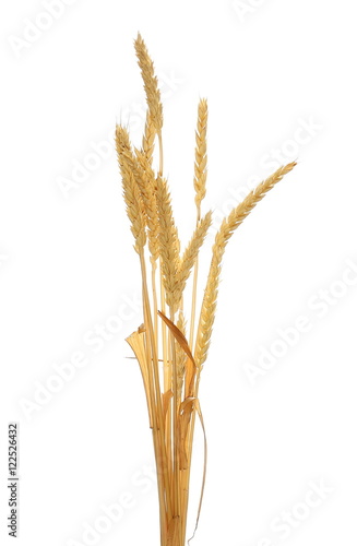 golden wheat grain isolated on white background, with clipping path