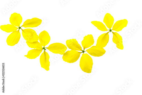 Flowers of Cassia fistula or Golden shower, national tree of Thailand isolated on white background.Saved with clipping path. photo