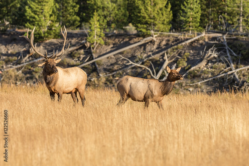 Bull and Cow Elk in Rut