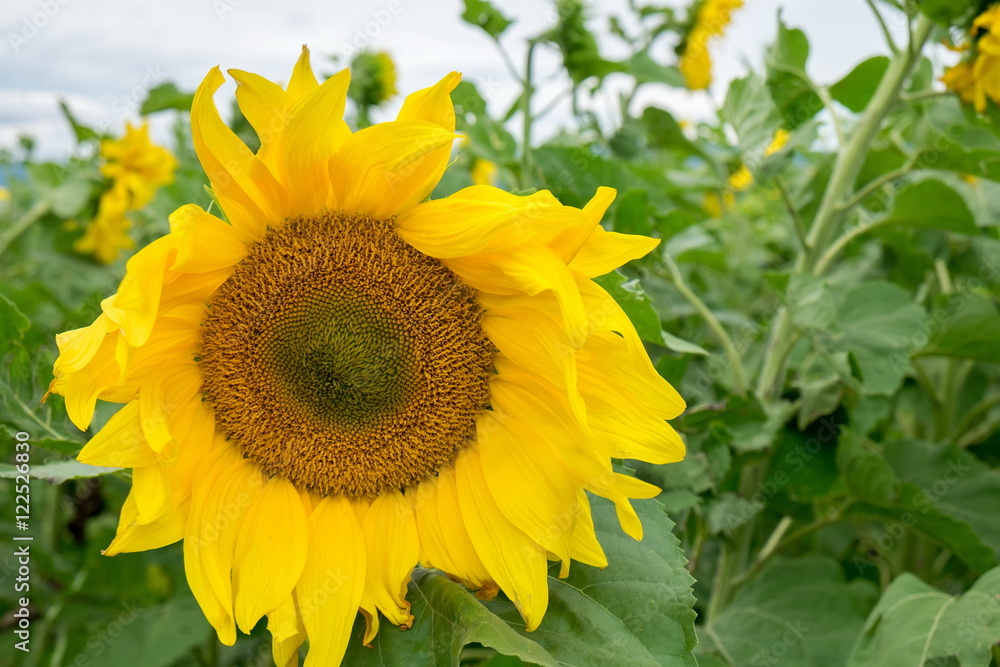 Obraz premium Sunflowers field in Georgia