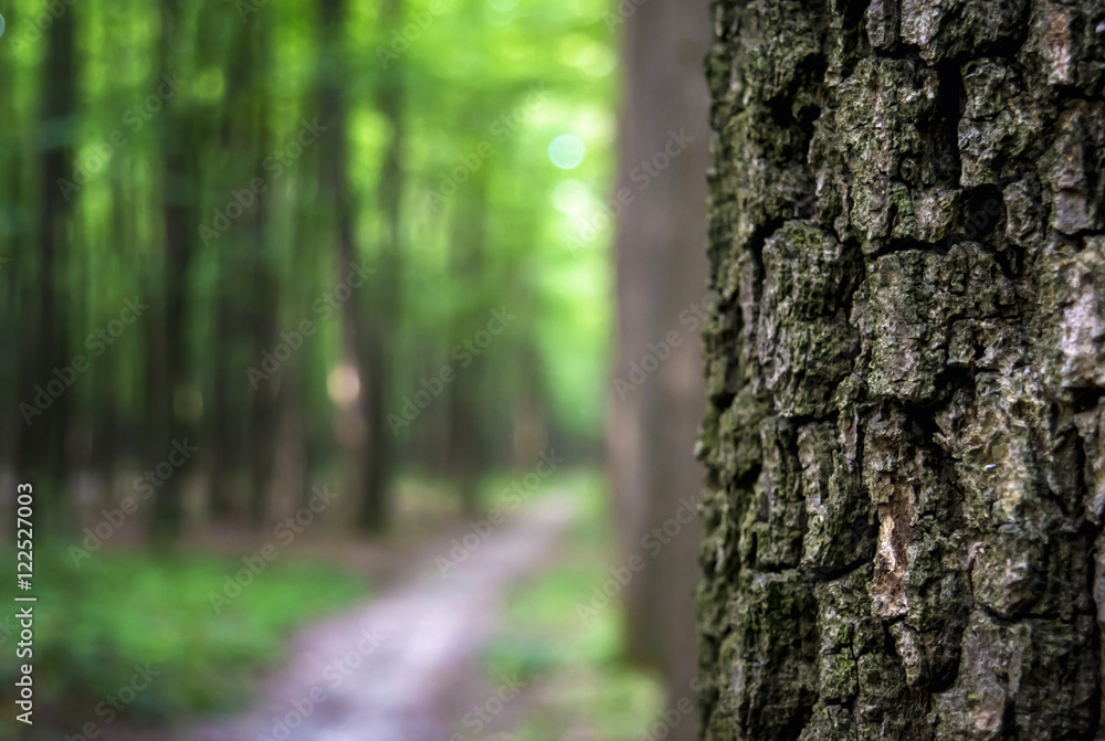 Photo of an old tree in a green forest