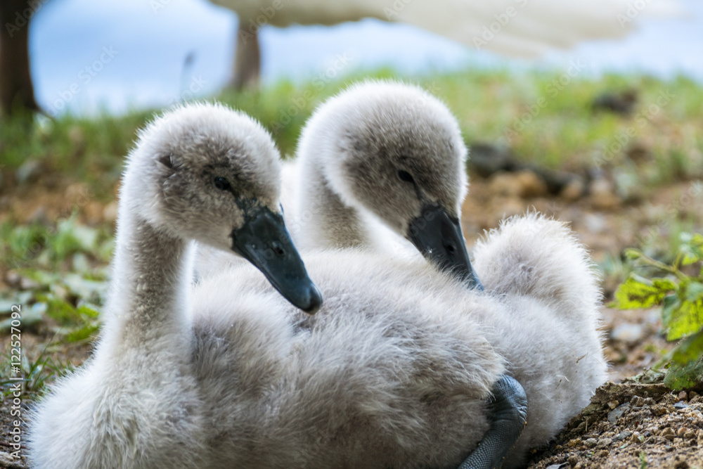 Fototapeta premium Swan babies