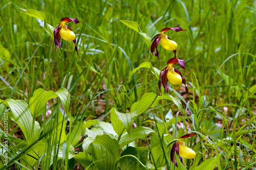 Group of rare Lady's-slipper orchids (Cypripedium calceolus).