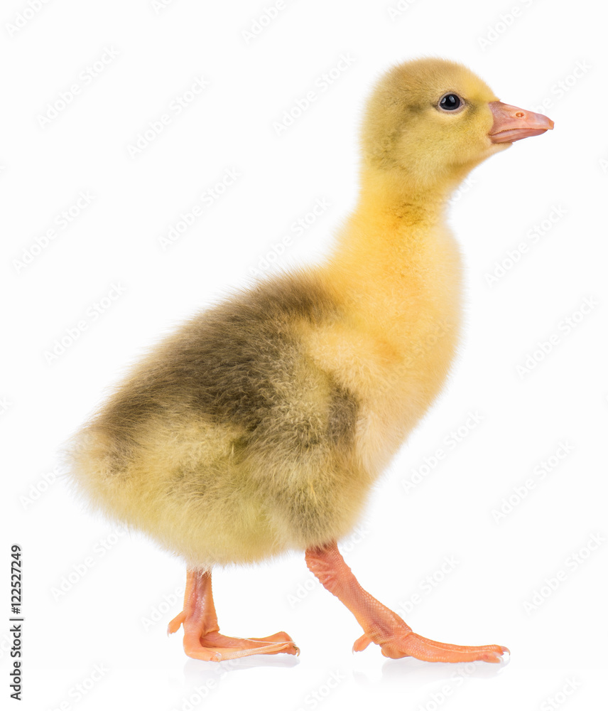 Cute little newborn gosling, isolated on a white background. Portrait of newly hatched goose on a chicken farm. Cute little newborn gosling, isolated on a white background. Portrait of newly hatched goose on a chicken farm.