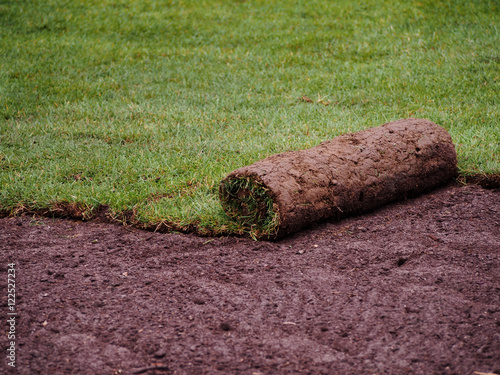 Carpet of turf - roll of sod - turf grass roll 