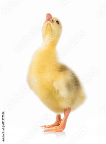 Cute little newborn gosling looking up, isolated on a white background. Portrait of newly hatched goose on a chicken farm.