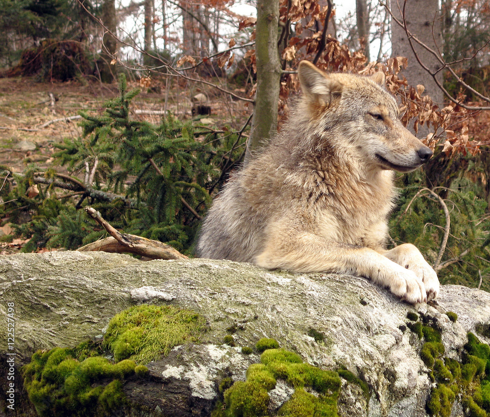 Wolf beobachtet Wolf beobachtet