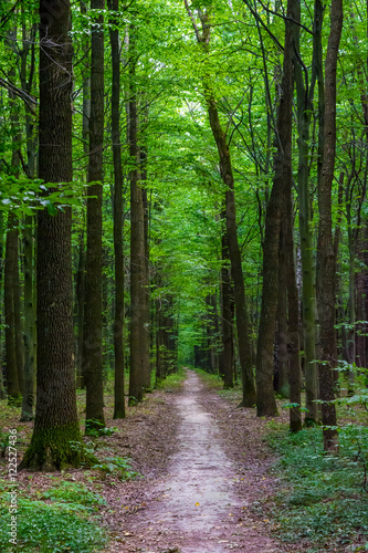 Photo of an old trees with road in a green forest