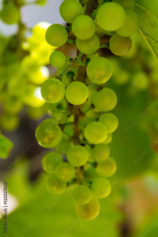 Photo of a branch of green vine grapes Photo of a branch of green vine grapes