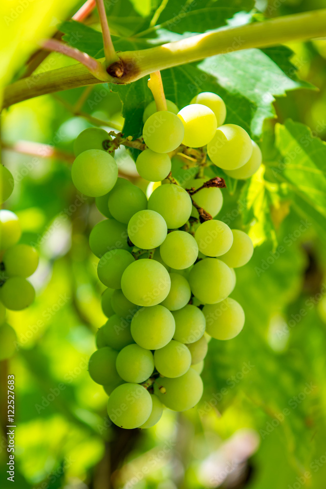 Photo of a branch of green vine grapes Photo of a branch of green vine grapes